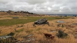 Working Cocker Spaniel hunting Rabbits Owen 221223 [upl. by Ezeerb]