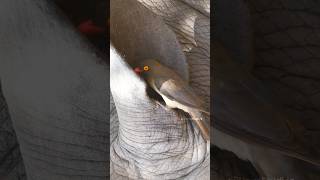 Oxpecker Bird cleaning Rhinos Ear Wincent kYMLRwildlife nature bird [upl. by Akcinat]