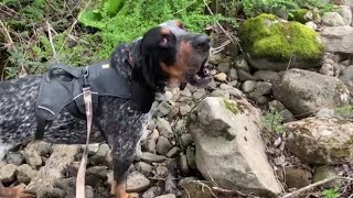 Bluetick Coonhound Baying [upl. by Raama]