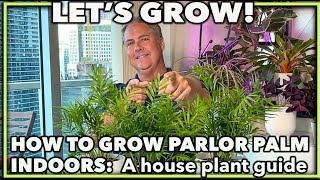 HOW TO GROW PARLOR PALM INDOORS A house plant guide on caring for your parlor palm [upl. by Yborian]