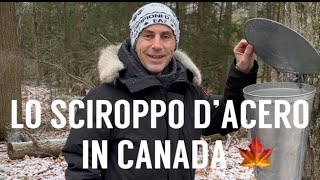 Come fanno lo Sciroppo D’Acero in Canada “Maple Syrup” [upl. by Mikihisa]