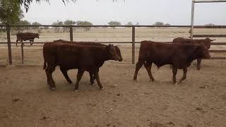 181 ELDERSLIE SANTASHORTHORN CROSS WEANER STEERS HGP FREE  AV 2468KG CURFEWED [upl. by Fitalludba910]