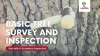 Basic Tree Survey and Inspection  8 Oak with P Dryadeus Inspection with Use of Hammer [upl. by Wisnicki]