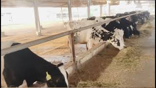 DIGDAGA DAIRY FARM RAS AL KHAIMAH [upl. by Reggis31]