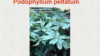 PODOPHYLLUM PELTATUM  ΑΝΤΙΜΕΤΩΠΙΣΗ ΟΞΕΩΝ ΚΑΤΑΣΤΑΣΕΩΝ ΜΕ ΟΜΟΙΟΠΑΘΗΤΙΚΗ [upl. by Hannus]