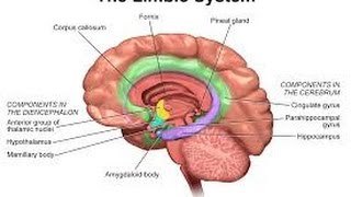 2014 Personality Lecture 16 Extraversion amp Neuroticism Biology amp Traits [upl. by Thorley]