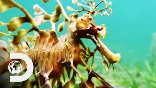 The Leafy Sea Dragon Is A Mythical Looking Creature  Weird Creatures With Nick Baker [upl. by Diarmuid859]