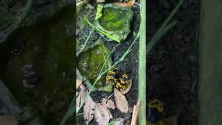 Dendrobates leucomelas yellow banded poison dart frog bumblebee poison dart frog [upl. by Griffie986]