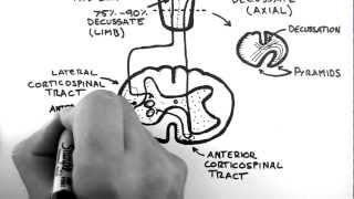 Spinal Pathways 4  Corticospinal Tract [upl. by Chelsae604]