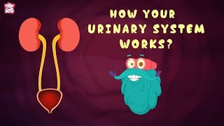 How Your Urinary System Works  The Dr Binocs Show  Best Learning Videos For Kids  Peekaboo Kidz [upl. by Bennie]