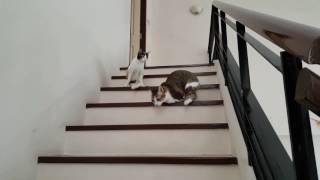 Two legged cat go down stair [upl. by Encrata]