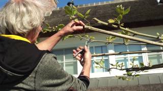 Snoeien dakplataan  Tuinieren met Hendrik Jan de Tuinman [upl. by Fortin]