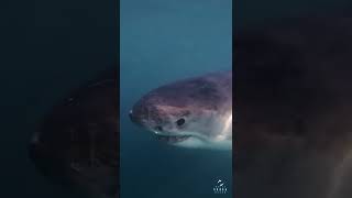 Great White Sharks Gel Filled Electroreceptors Ampullae Of Lorenzini  shorts [upl. by Hourihan]