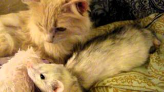 Cat and ferret are friends [upl. by Laram]