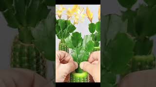 Grafting Cactus tipsgarden viral shorts youtubeshorts [upl. by Rollo]