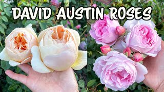 David Austin Rose Update🌹 [upl. by Inaej]