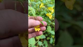 yellow jewelweed seed release at 18 speed [upl. by Etnauj]