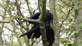 Short video crow mating  Accouplement de corneille [upl. by Petuu]