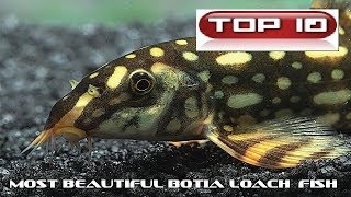 Top 10 Pesci Botia più belli 🐠 [upl. by Weiler]