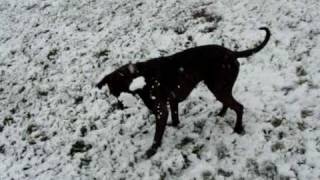 Paco Boxer and the first snow in this year  Paco Bokser i pierwszy śnieg tego roku [upl. by Lac]