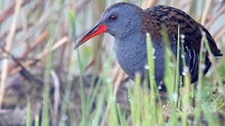 Water Rail birds in summer [upl. by Ariajay]