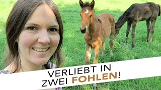 Verliebt in zwei FOHLEN  Vlog 20  Sabrina Andexer [upl. by Caralie597]