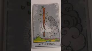 The Ace of Wands as Feelings in a Love Reading [upl. by Aivartal]