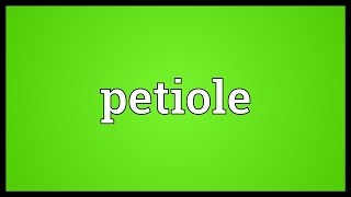 Petiole Meaning [upl. by Natsirk]