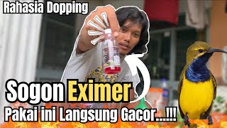 Spill Doping Sogon Eximer Yang Bikin Burung Koncer Stabil😱 [upl. by Alit]