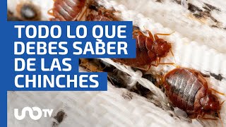 Chinches ¿cómo son por qué proliferan cómo prevenirlas y qué nunca debes de hacer [upl. by Brechtel]