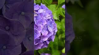 Muy bellísima hortensia💐🍀💜 hortensias sustrato suscribete🏞️🏡🌲🌴🌳🌱🌾🌦️👼☕👏🐇🐿️🦉🐦🦋🐝🌷🌹🌺🌼🌻🌸🏵️💜 [upl. by Erdnael]