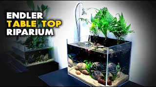 Aquascape Tutorial Tabletop Endler Riparium  Aquarium How To Step By Step Planted Tank Guide [upl. by Godwin]