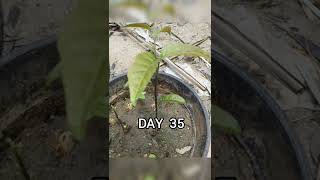 HOW TO PROPAGATE RAMBUTAN FROM SEED GERMINATION DAYS OF RAMBUTAN shorts [upl. by Kulsrud]