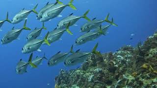 Great dives with Diving Adventures Cozumel [upl. by Eellehs752]