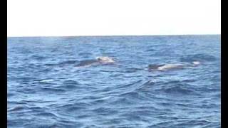 Humpback whales singing off Galley Head County Cork [upl. by Ardra]