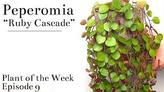 How To Care For Peperomia “Ruby Cascade”  Plant Of The Week Ep 9 [upl. by Deloris996]