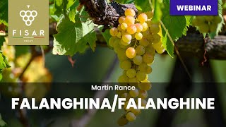 Falanghina  Falanghine [upl. by Atiken492]