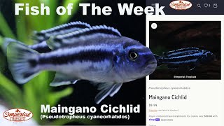 Maingano Cichlid Pseudotropheus cyaneorhabdos imperialtropicals aquariumfish fish aquarium [upl. by Namie]