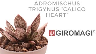 Adromischus trigynus quotCalico Heartquot [upl. by Raye]