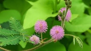 ¿Cuáles son los beneficios de la mimosa  Tips espirituales [upl. by Heimlich]