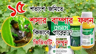 শসার বাম্পার ফলন। শসা চাষ পদ্ধতি। শসার পরিচর্যা l krishibanglamediamr [upl. by Gustav4]