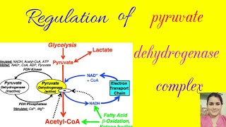 Regulation of pyruvate dehydrogenase complex in hindi [upl. by Reffotsirk]