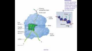 Translation  The Central Dogma  HL IB Biology [upl. by Phenica633]