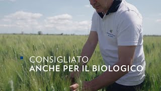 Marakas  grano duro consigliato anche in biologico  FRUMENTI DURI  CATALOGO VARIETALE LINEALAND [upl. by Sanborne]