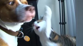 Funniest Mean Cats 😹  Dont try to hold back Laughter 😂  The Pet Collective [upl. by Doran801]