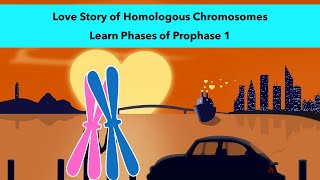 Stages of Prophase 1 of Meiosis with a visual mnemonic [upl. by Iharas]