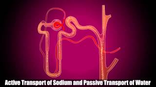 Reabsorption in Distal Convoluted Tubule [upl. by Phillane]