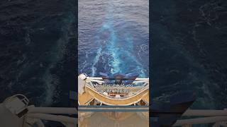 Cruise Ship Tips amp Gratuities Guide [upl. by Ahsemak]