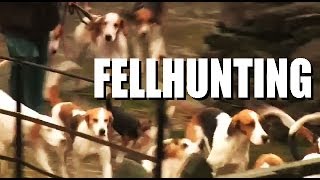 Fellhunting with the Coniston Foxhounds [upl. by Euqinobe]