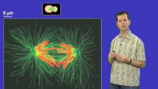 David O Morgan UCSF Part 3 Controlling the Cell Cycle Anaphase Onset [upl. by Tore452]